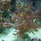 Seriatopora hystrix Seriatopora hystrix