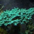 Seriatopora caliendrum Seriatopora caliendrum