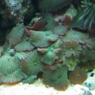 Scheibenanemonen Scheibenanemonen
