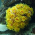 Tubastrea Tubastrea