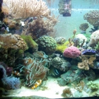 Ansicht Aquarium Ansicht Aquarium