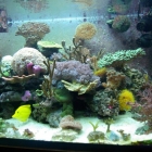 Ansicht Aquarium Ansicht Aquarium