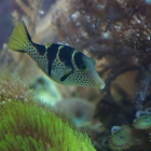 Canthigaster valentini