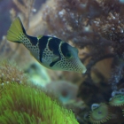 Canthigaster valentini Canthigaster valentini