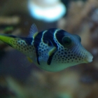 Canthigaster valentini