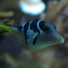 Canthigaster valentini Canthigaster valentini