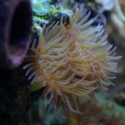 mir unbekannte Minianemonen mir unbekannte Minianemonen