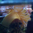 mir unbekannte Minianemone mir unbekannte Minianemone