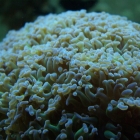 Hammerkoralle (Euphyllia paraancora) Hammerkoralle (Euphyllia paraancora)