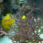 Seriatopora hystrix Seriatopora hystrix