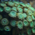 Krustenanemonen Krustenanemonen