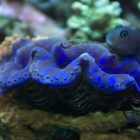 Tridacna Muschel und Bicolor-Schleimfisch Tridacna Muschel und Bicolor-Schleimfisch