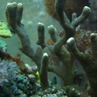 Montipora digitata