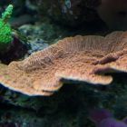 Rote Montipora-Platte