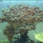 Pocillopora damicornis Pocillopora damicornis