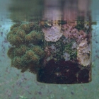 Pocillopora damicornis auf Futtertrichter Pocillopora damicornis auf Futtertrichter