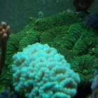 Scheibenanemonen Scheibenanemonen