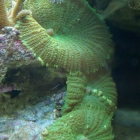 Scheibenanemonen Scheibenanemonen