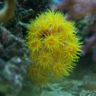 Tubastrea Tubastrea