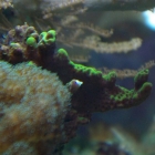 mir unbekannte Montipora