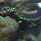 mir unbekannte Montipora mir unbekannte Montipora