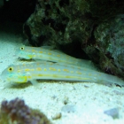 Valenciennea puellaris Valenciennea puellaris