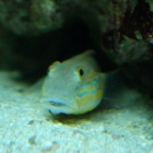 Valenciennea puellaris Valenciennea puellaris