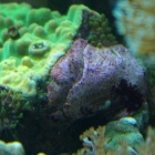 Feueranemonen Feueranemonen