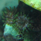 Feueranemonen Feueranemonen