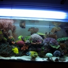Gesamtansicht Aquarium Gesamtansicht Aquarium
