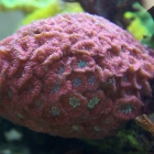 Blastomussa merleti Blastomussa merleti