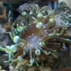 Grüne Minianemone