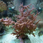 Seriatopora hystrix Seriatopora hystrix