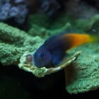 Bicolor-Schleimfisch Bicolor-Schleimfisch