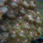 Krustenanemonen Krustenanemonen