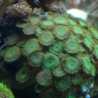 Krustenanemonen Krustenanemonen
