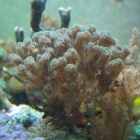 Pocillopora damicornis Pocillopora damicornis