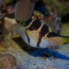 Canthigaster valentini Canthigaster valentini