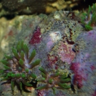 Feueranemonen Feueranemonen