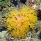 Tubastrea Tubastrea