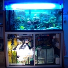 Gesamtansicht Aquarium und Technikbecken