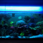 Gesamtansicht Aquarium