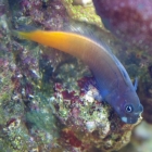 Bicolor-Schleimfisch Bicolor-Schleimfisch