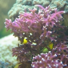 Seriatopora hystrix mit Korallengrundeln Seriatopora hystrix mit Korallengrundeln