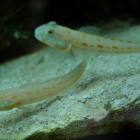 Valenciennea puellaris Valenciennea puellaris