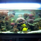 Gesamtansicht Aquarium Gesamtansicht Aquarium