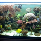 Ansicht Aquarium Ansicht Aquarium