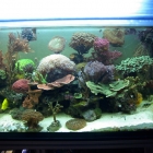 Gesamtansicht Aquarium Gesamtansicht Aquarium