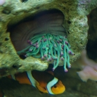 Gigantea-Anemone Gigantea-Anemone