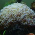 Hammerkoralle (Euphyllia paraancora) Hammerkoralle (Euphyllia paraancora)
